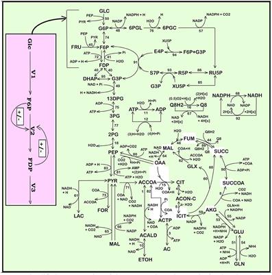 In silico Determination of Some Conditions Leading to Glycolytic Oscillations and Their Interference With Some Other Processes in E. coli Cells
